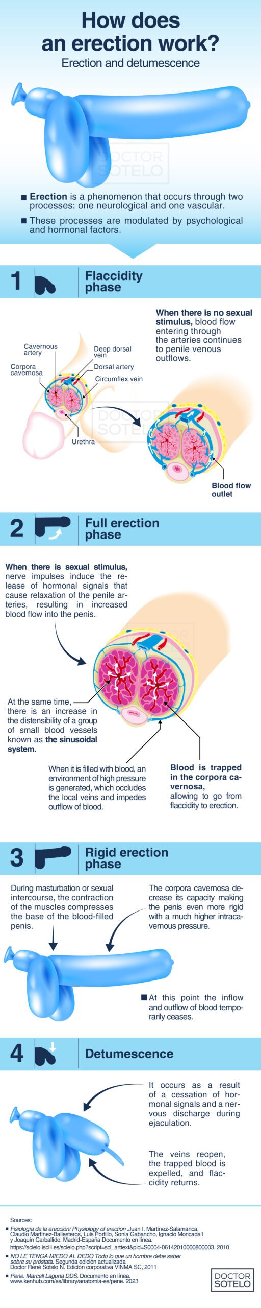 ERECTION PROCESS - Dr. René Sotelo